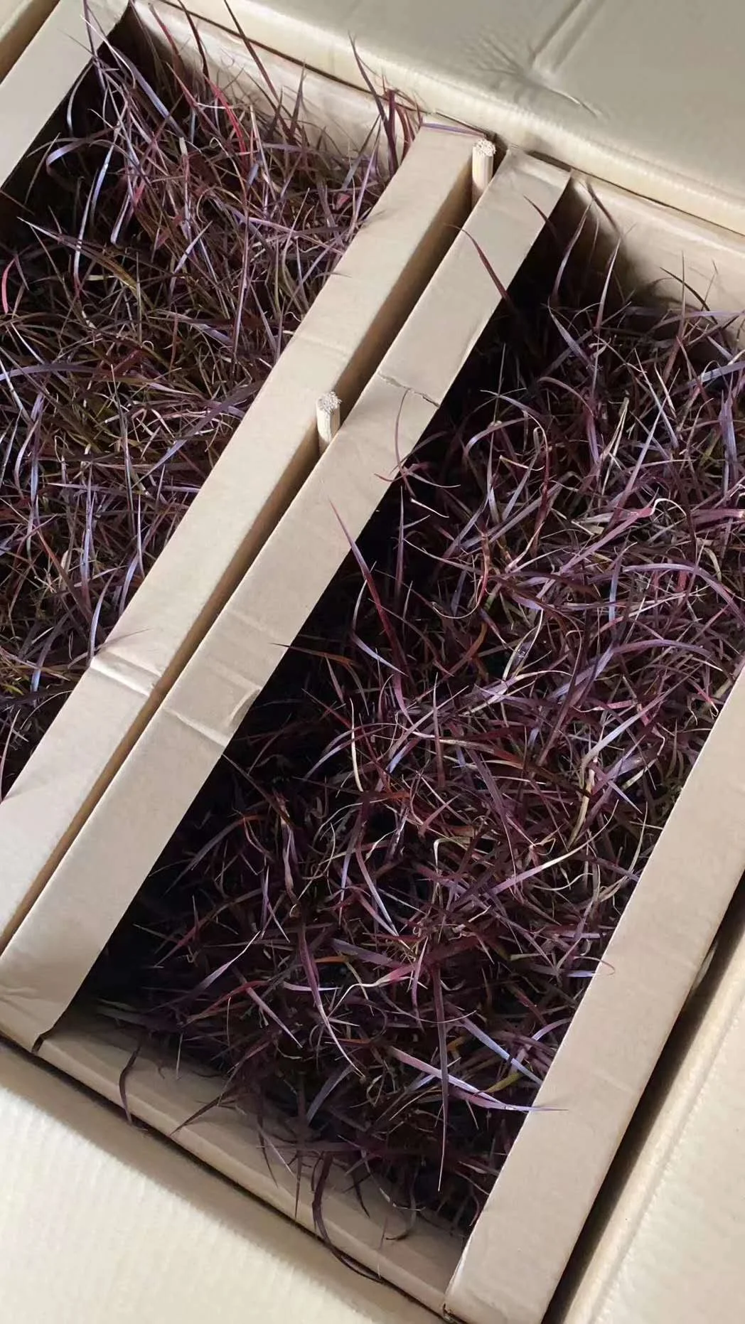 Культура тканей растений Pennisetum purpleback