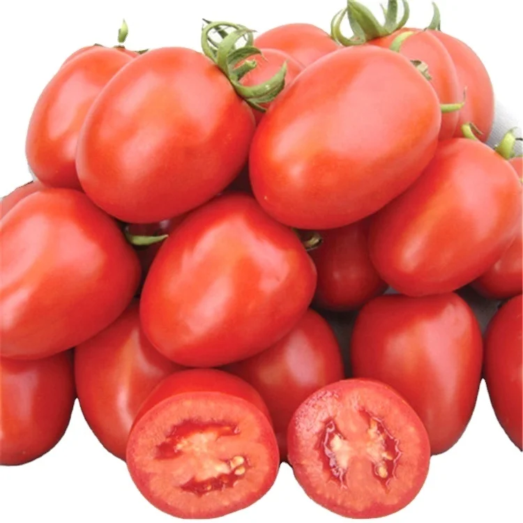 
China Open Field Heat Resistant High Yield Red oval Roma Tomato Seeds F1 Hybrid 