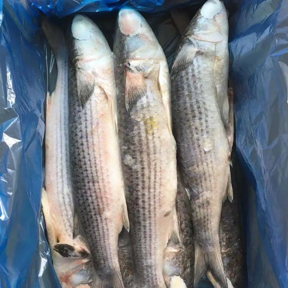 Frozen Grey Mullet Gutted cheap price offering