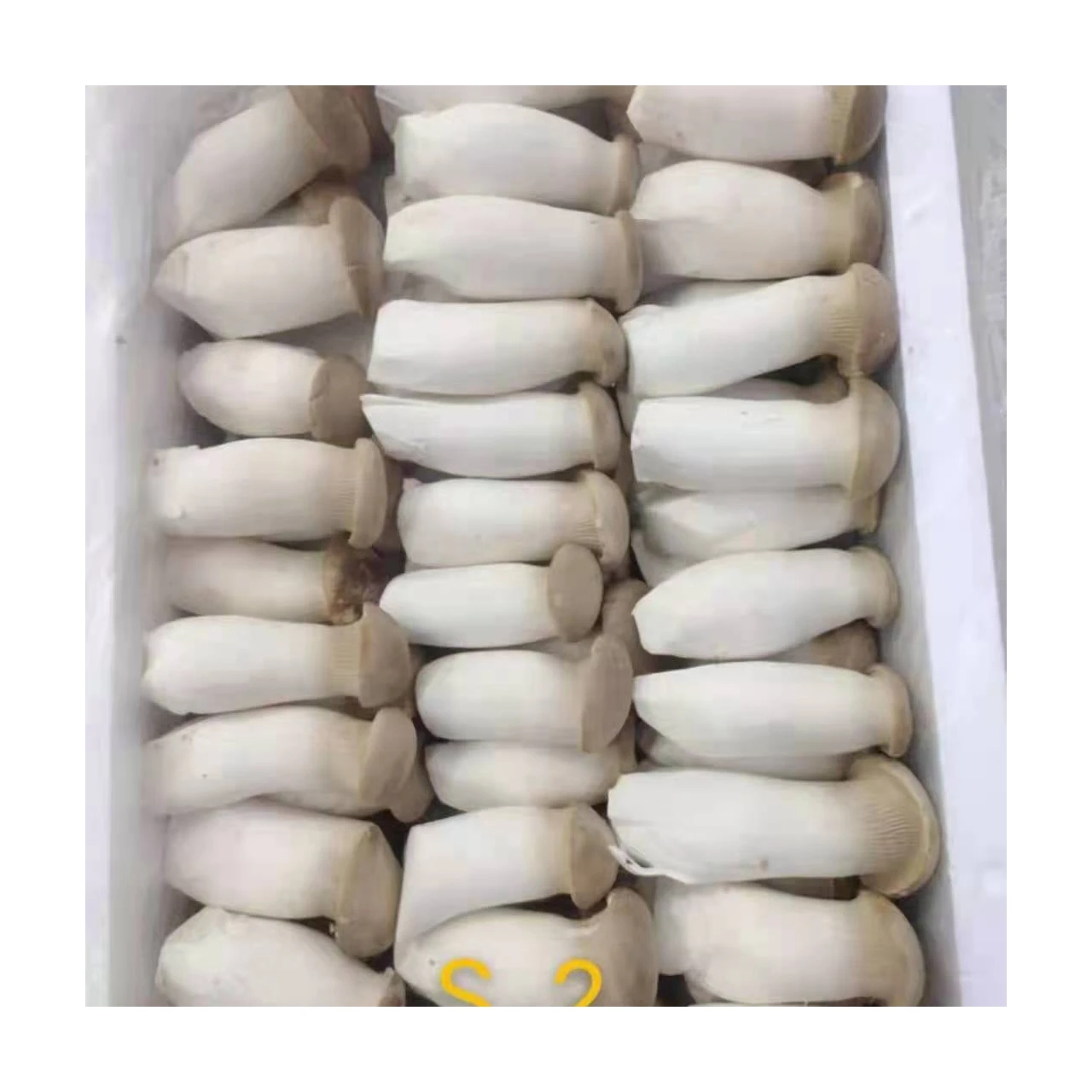 High Quality Material Edible Fungi Fresh King Oyster Mushrooms For Sale