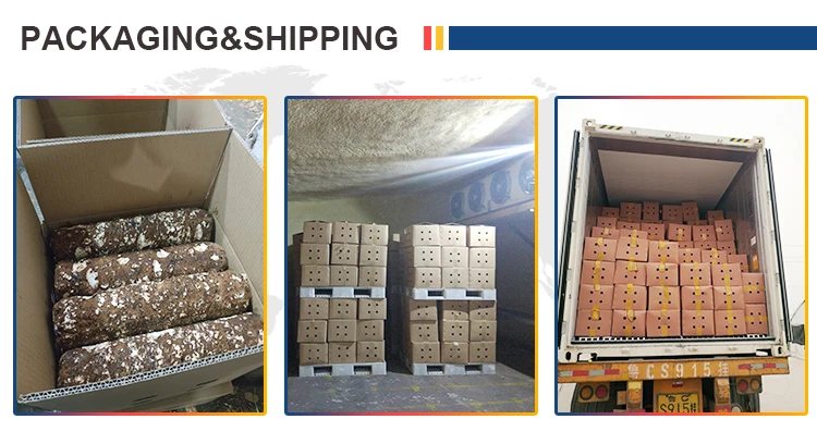 Easy cultivate high yield  factory direct sale  shiitake mushroom spawn champignon mushroom seeds