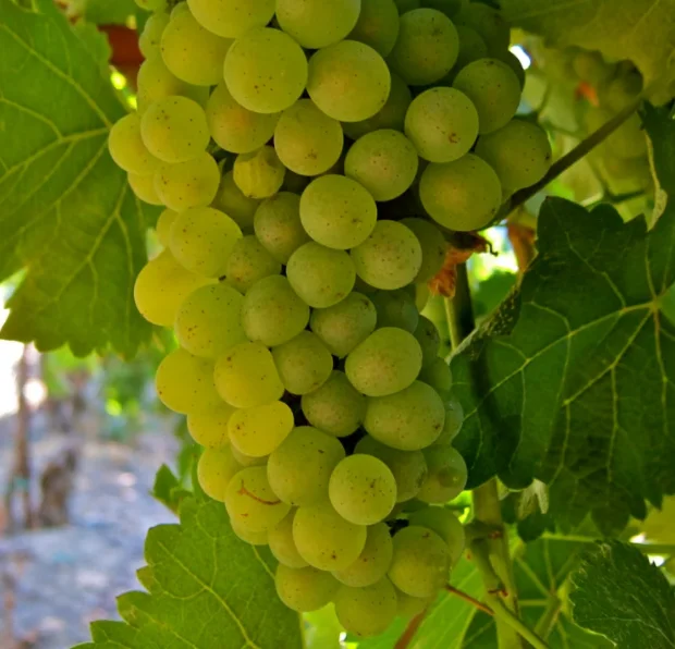 HIGH QUALITY Fresh Grapes  - TURKEY (Antalya) 2022