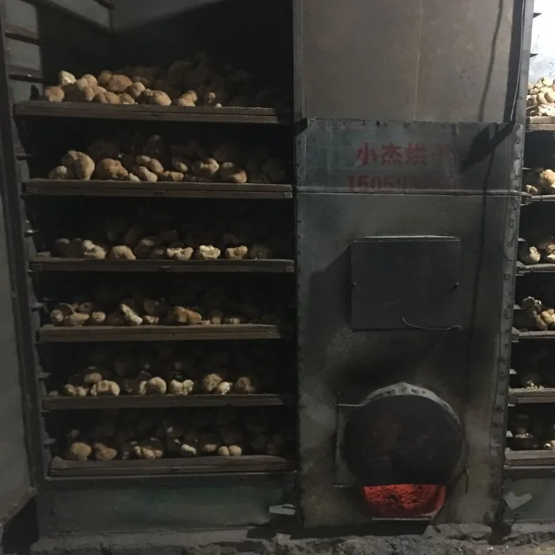 Wholesale lion mane mushroom High Quality Hedgehog Fungus Certified organic Hericium Erinaceus Mushrooms for lions mane capsules