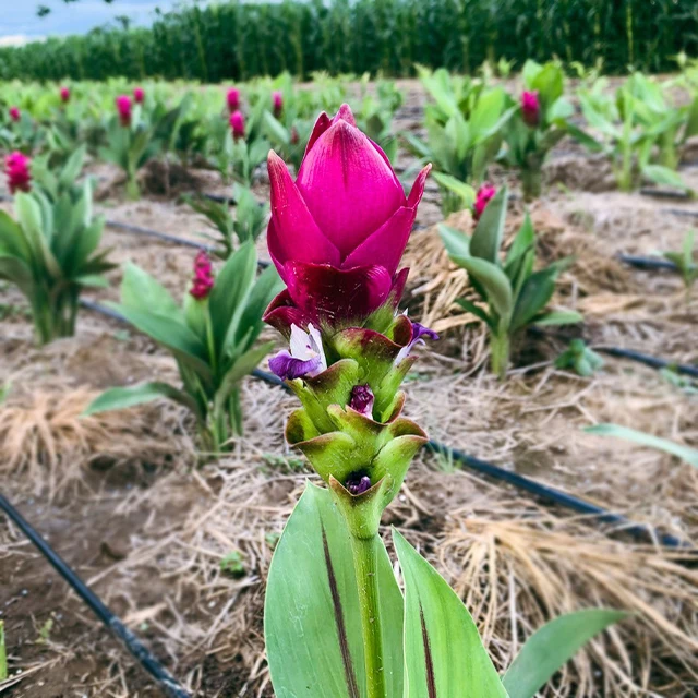 Beautiful Tropicals Plant Curcuma Flower or Thai Tulip Rhizomes from Thailand (Scarlet)
