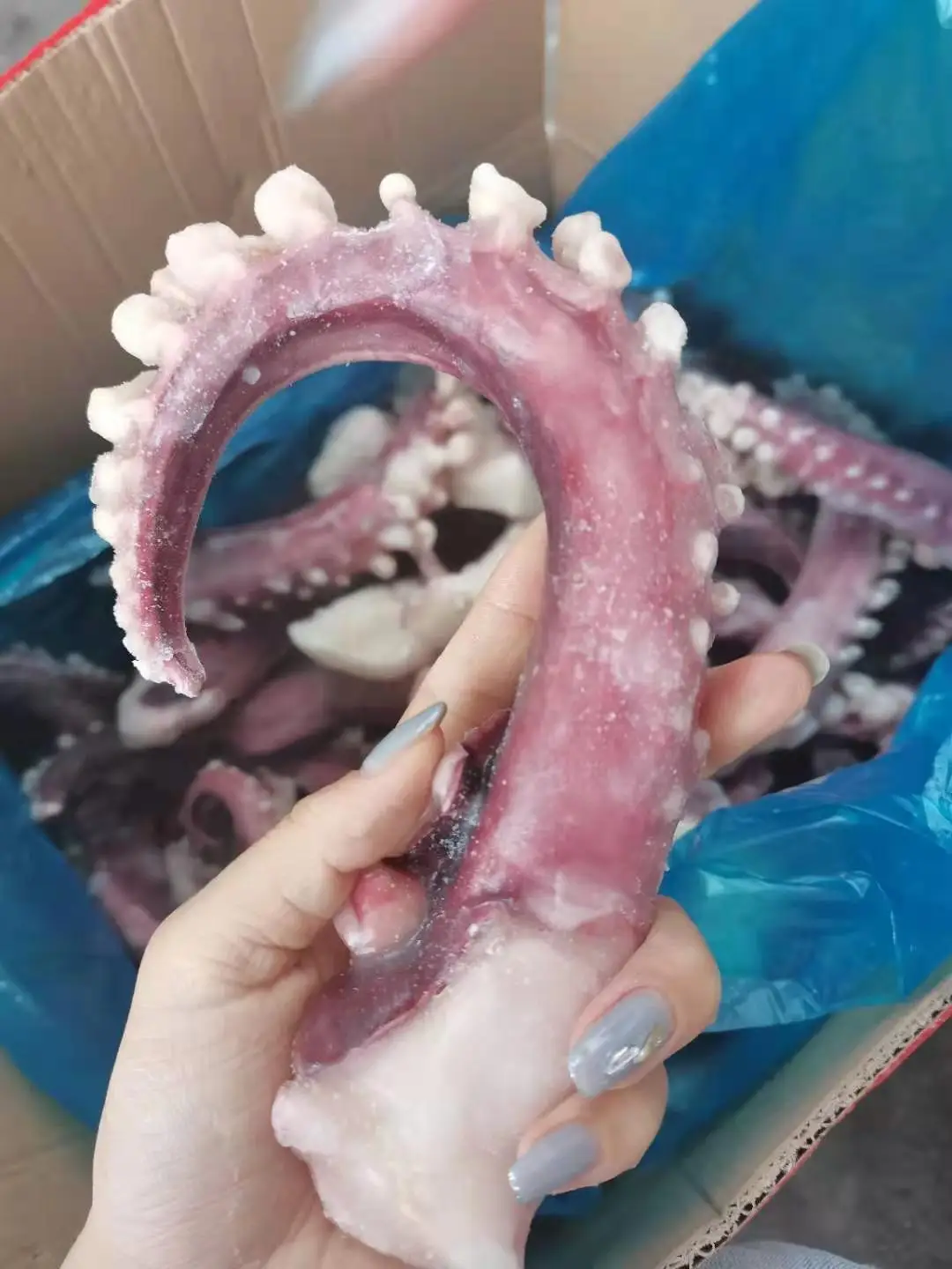  Кальмар щупальца черного кальмар