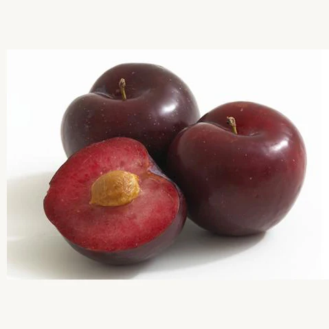 Youpeng farm specializes in the wholesale production of fresh plums