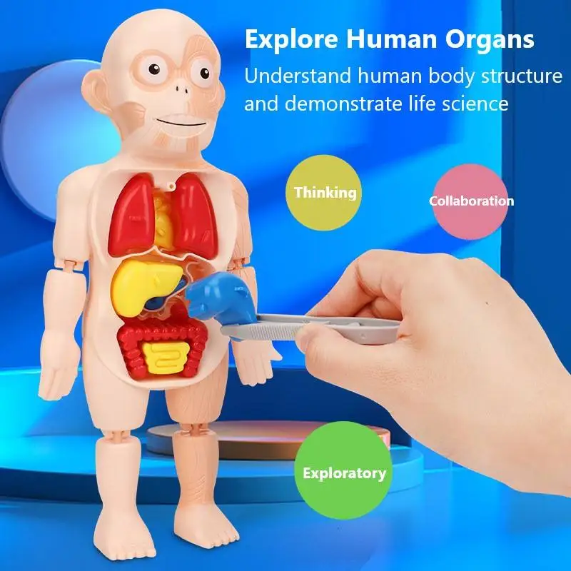 Body Human Anatomy Organs Model Toys Educational Children Early Education Learning Diy Assembled Toy for Kids