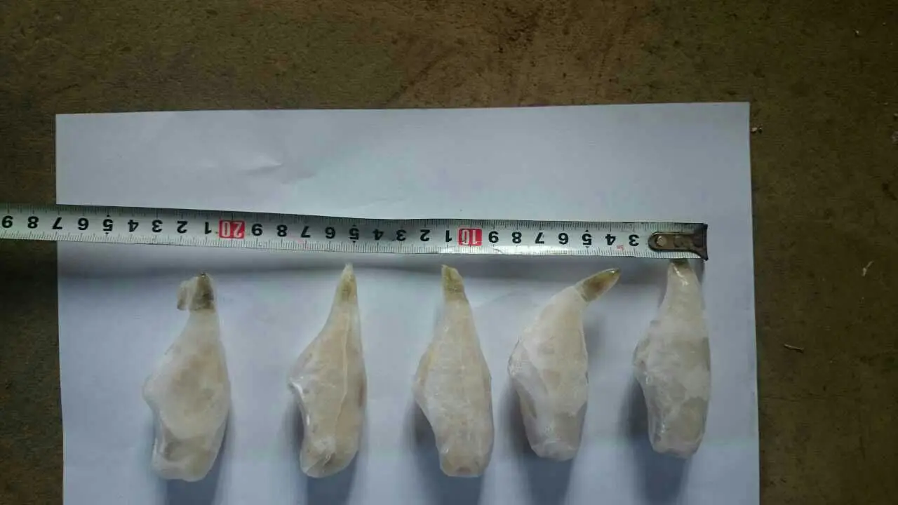 frozen leather jacket fish