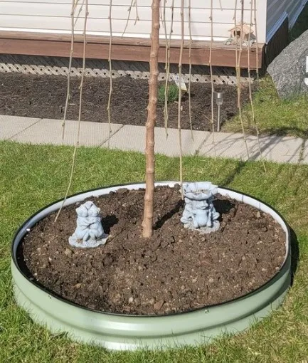 Tree Collar Surrounded Ring Metal Round Aluzinc Raised Garden Bed Outdoor Planter Box