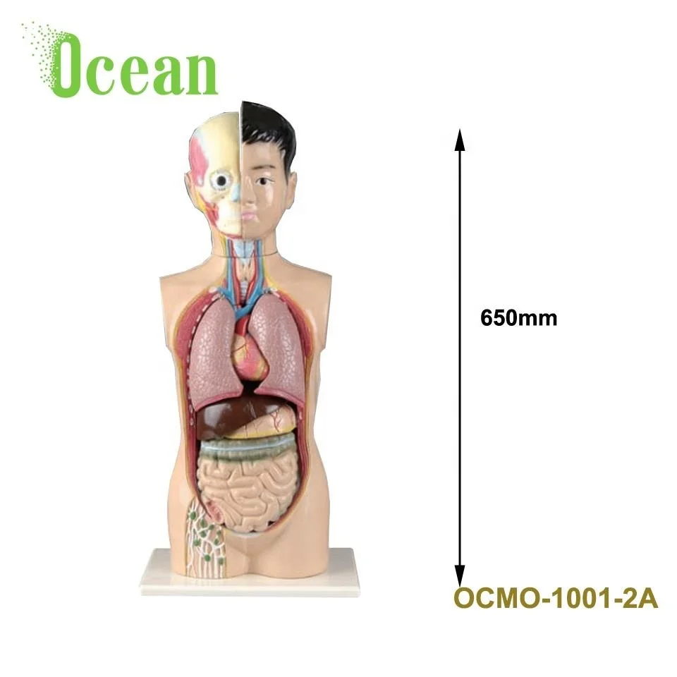 High quality Medial Classic unisex Human torso model 65-70CM