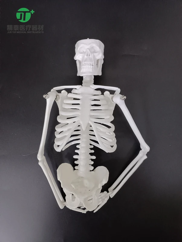 Маленький скелет человека 45 см