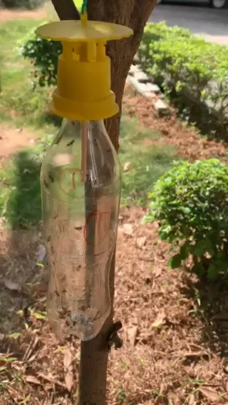 Non toxic Bactrocera dorsalis fruit fly pheromone lure melon fly bait Bactrocera cucurbitae lure trap