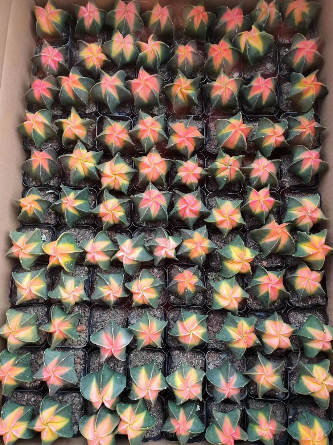 Астрофитум мириостигма 88 шт. разноцветных кактусов cacton горячая Распродажа