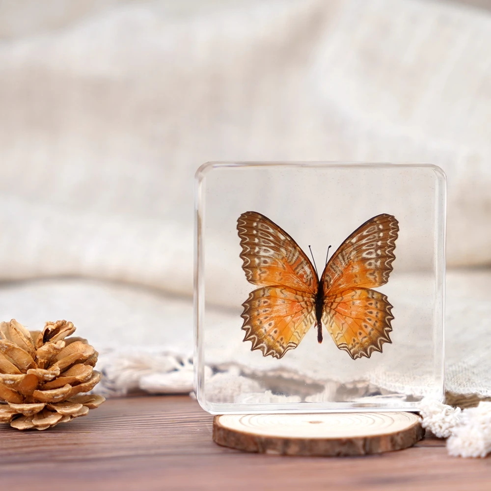 Real Butterfly Taxidermy Dried Insect Embedded in Crystal Acrylic Resin for Decorative Display Butterfly Specimen