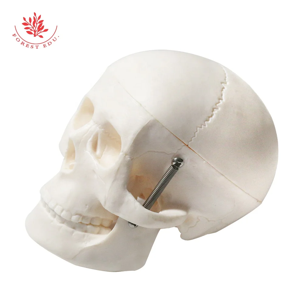 Mini Human Skull Bone Model Medical Science Anatomical Head Bone Medical Skeleton Model
