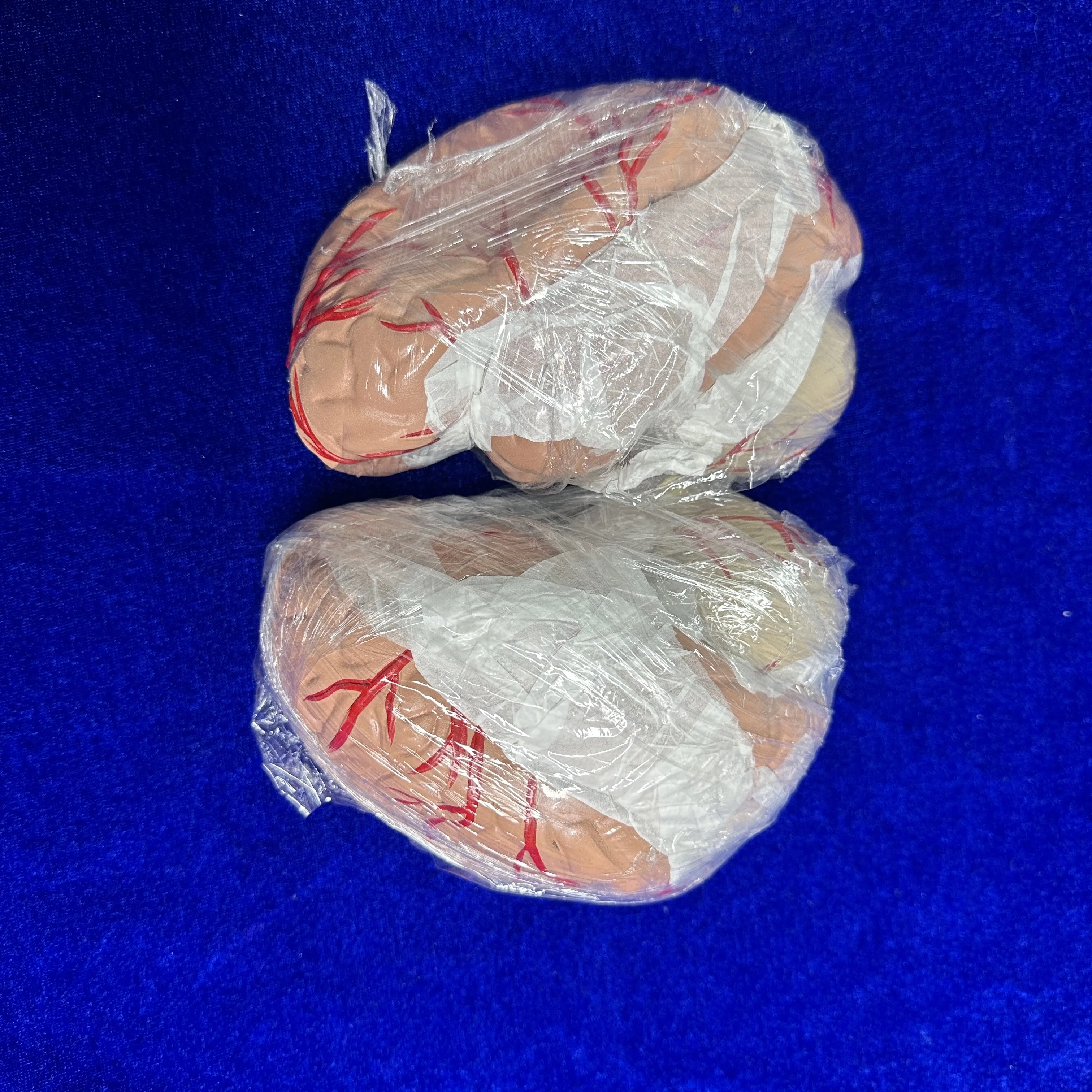 BIX-A1011medical school the structure clearly  modelling lifelike  material wear-resistant skull model with 8 parts cerebral