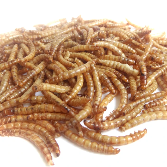 
RM Top Rated 100g Dried Mealworm for Wild Birds 