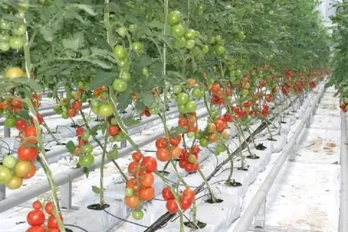 DWC Deep Water Culture Growing Hydroponics Systems Hydroponic Fodder Growing Systems