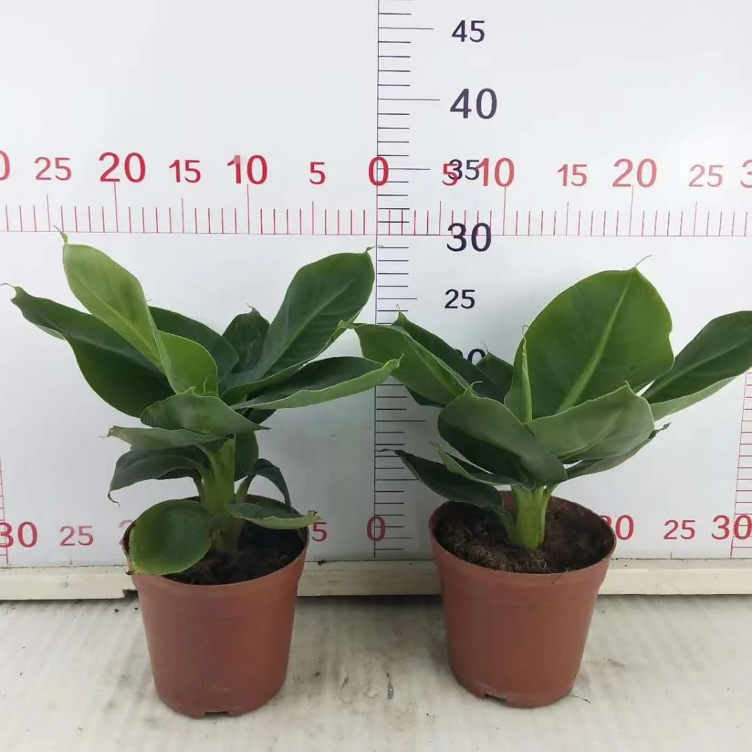 Банан рассады прямые продажи с фабрики