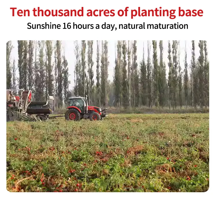 Hot Sale Canned Peeled Tomato In Thick Sauce Whole Peeled Tomato 2.5kg Novi Peeled Tomatoes