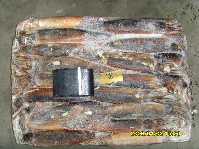 Hot Sale Export China Different Size Black Squid Frozen Seafood Bait 100150g Illex Fish Supplied Red Loligo With High Quality