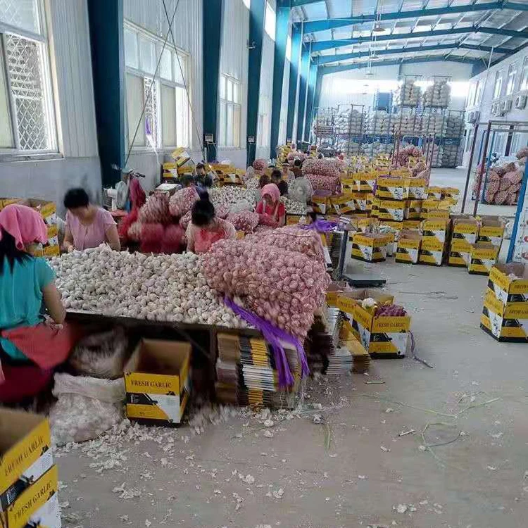 2020 Fresh Red Normal White Chinese Garlic