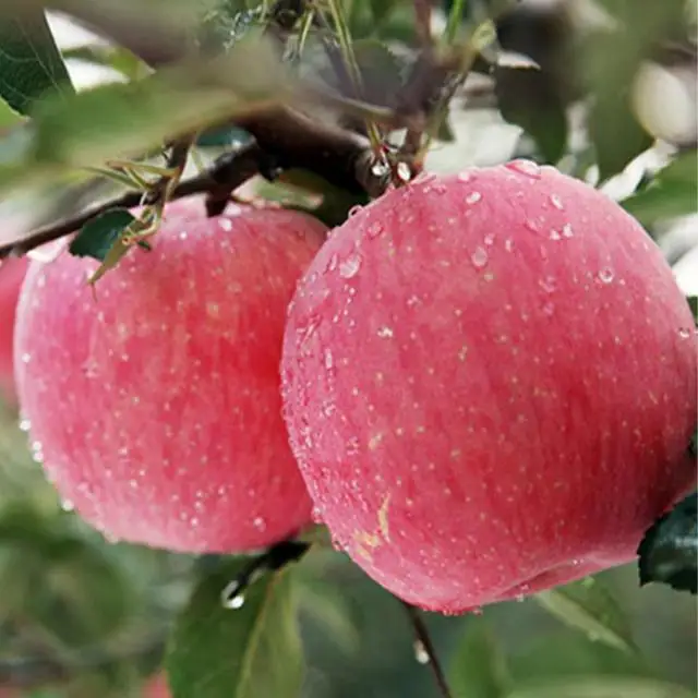 
 Оптовая продажа, Сладкие Китайские свежие яблоки, ферма, фрукты, рыночные цены, красное яблоко Fuji  