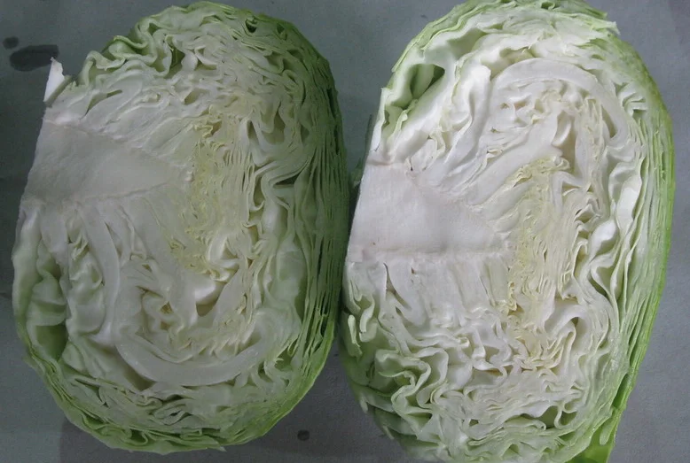 Chinese fresh new cabbages wholesalers price