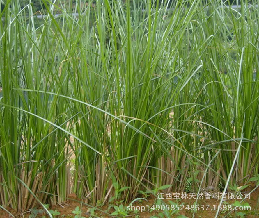 Baolion 100% Pure therapeutic grade Undiluted Vetiver Essential Oil bulk price