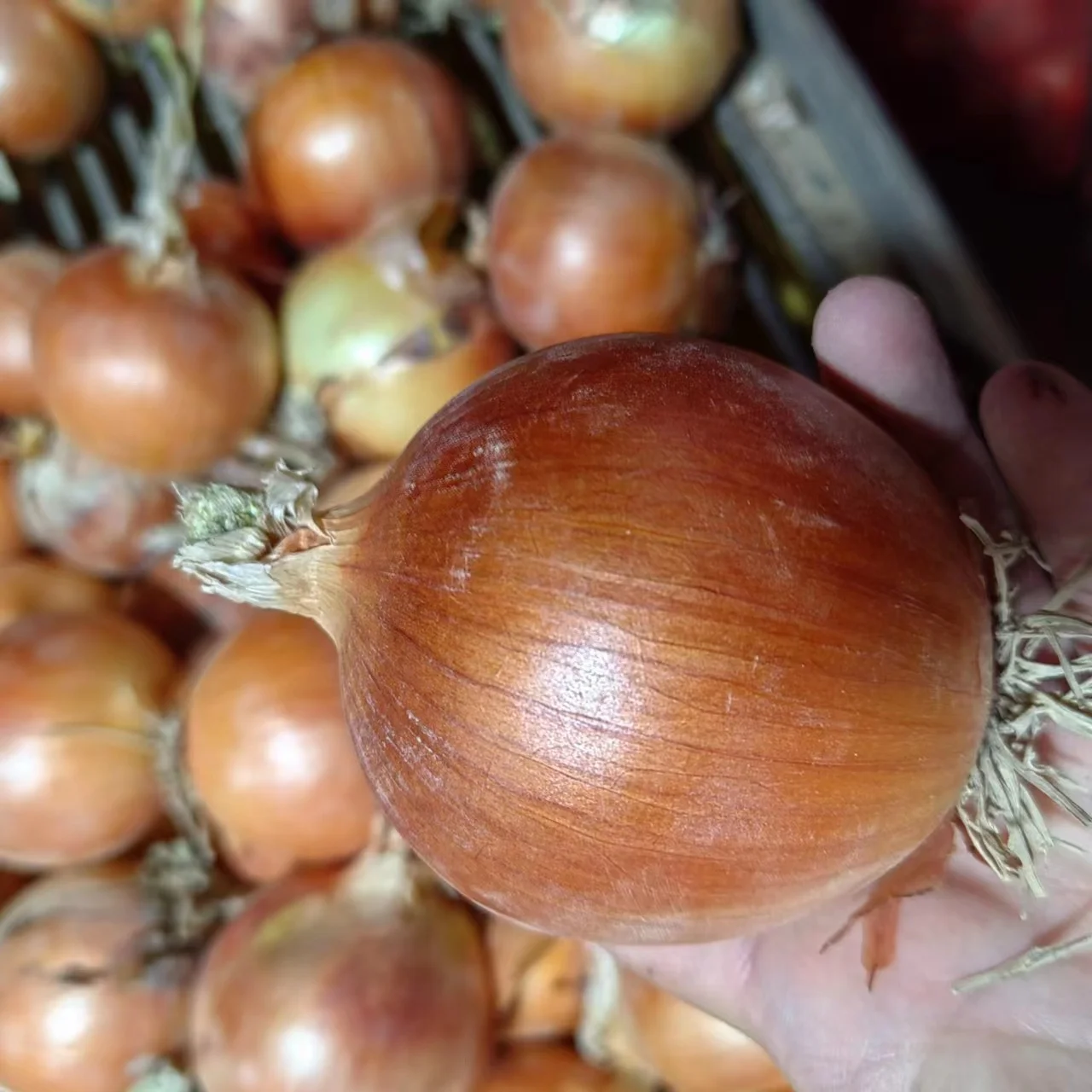 Chinese wholesaler red/purple/yellow onion fresh onion prices