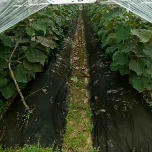 Weed Control 100% PP Spunbond Nonwoven Fabric Use for Agriculture