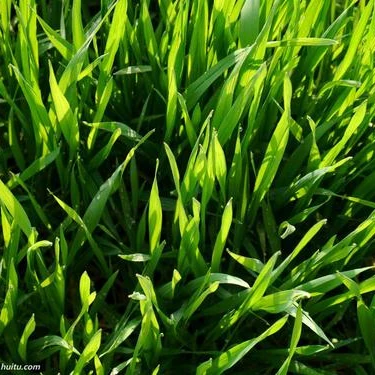 
high quality Wheat Grass Juice Powder real manufacturer 