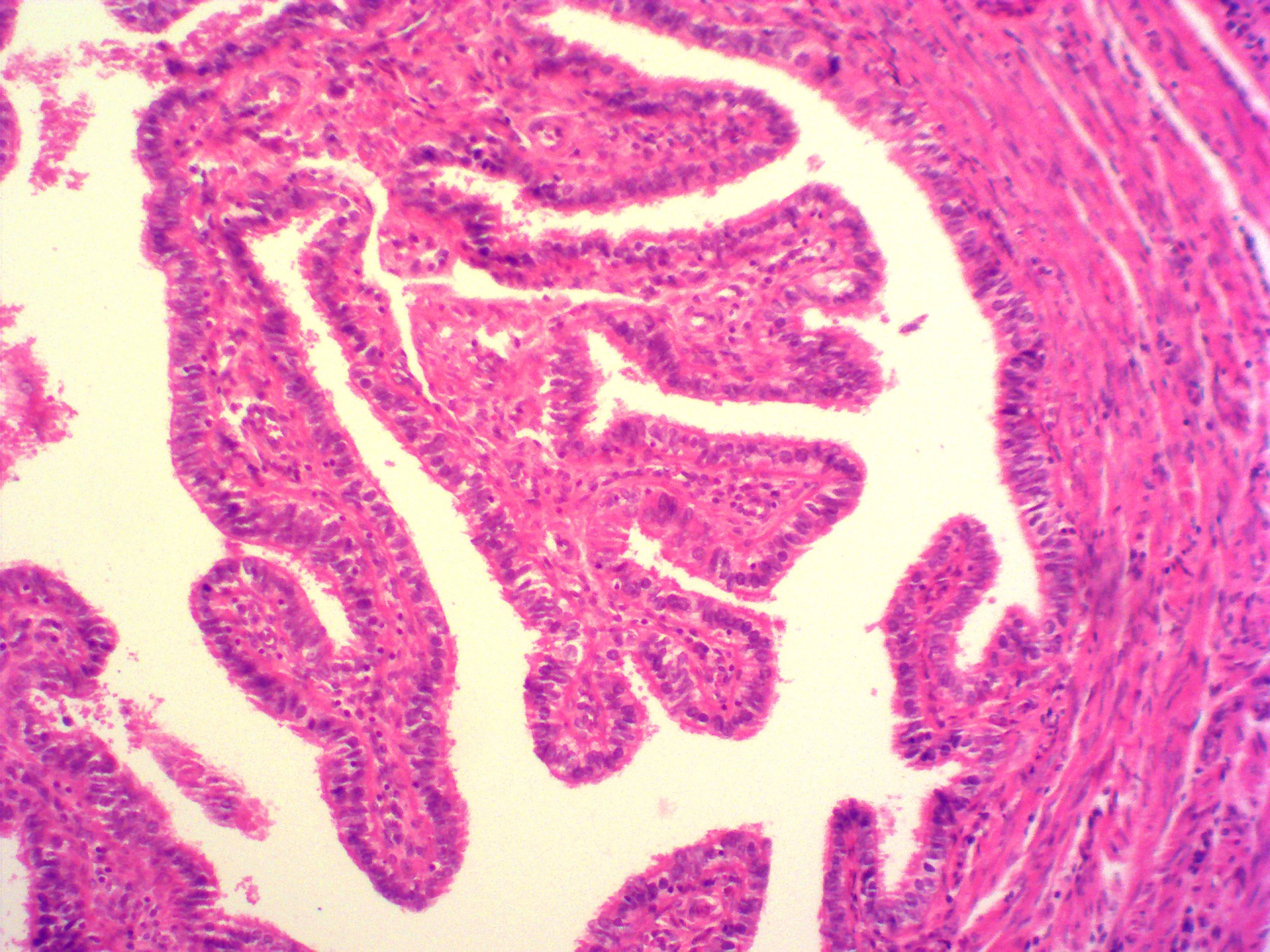 100pcs human microphotograph histology prepared slides set specimens microscope prepared slides for medical student learning