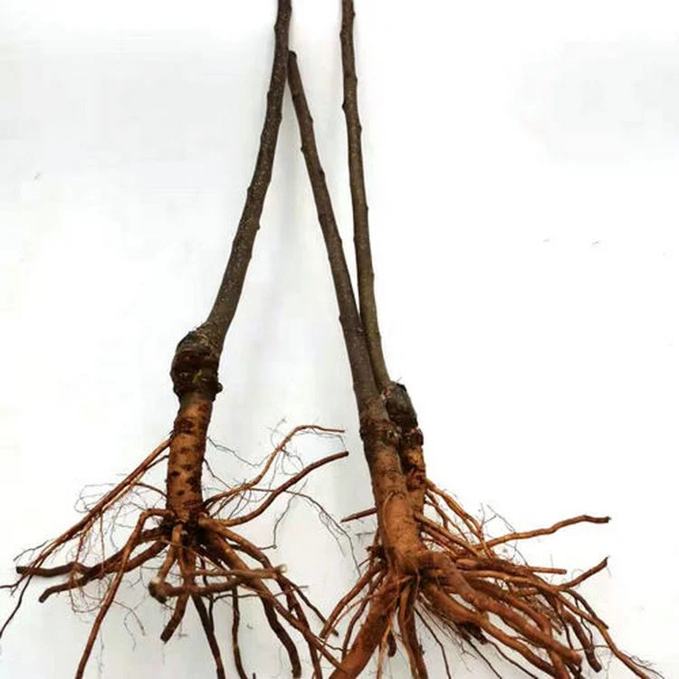 
 Привитые семена разных цветов, серия фруктов, китайских яблони  