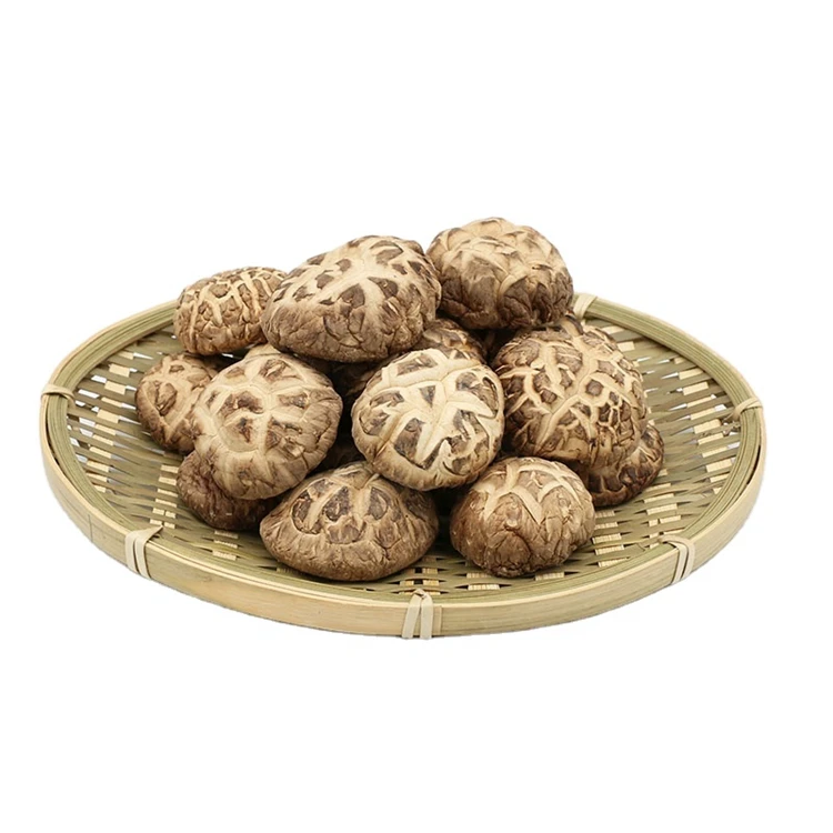 Factory Manufacture Various Hot Sale Fresh Price Chaga Mushrooms