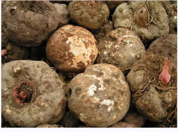 High Pure 75-95% Konjac Glucomannan Root Extract Powder