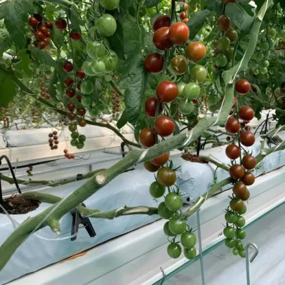 Полная стеклянная теплица сельскохозяйственная гидропонная