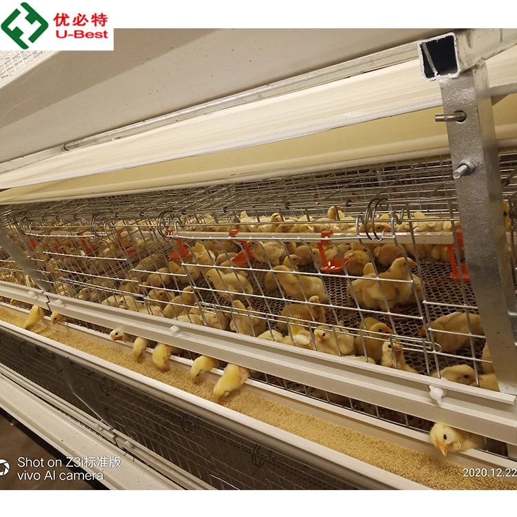 Nigeria  Automatic H/A Type Broiler Chicken Farming Equipment Poultry Broiler Cage