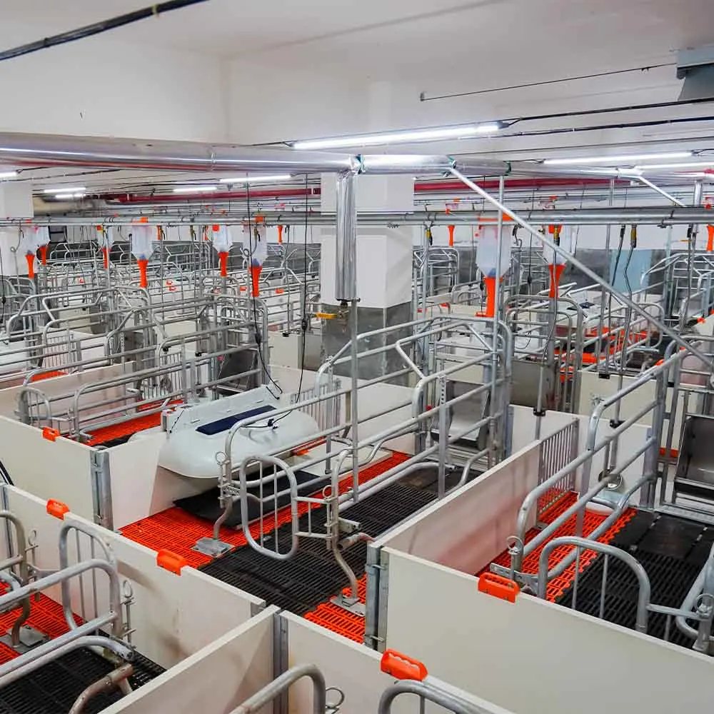 Pig Farrowing Cages Sows 500MM Equipment Customized Size Hog Farrowing Cages For Sale
