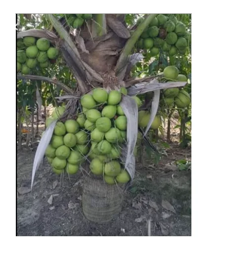 The Best of Healthy Drinking Young and Fresh Coconut Fruit With Weight 900 to 1.200 g From Thailand