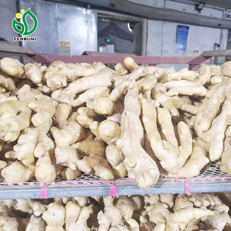 100% Natural Quality Fresh Ginger Dry Ginger in Bulk For Sale