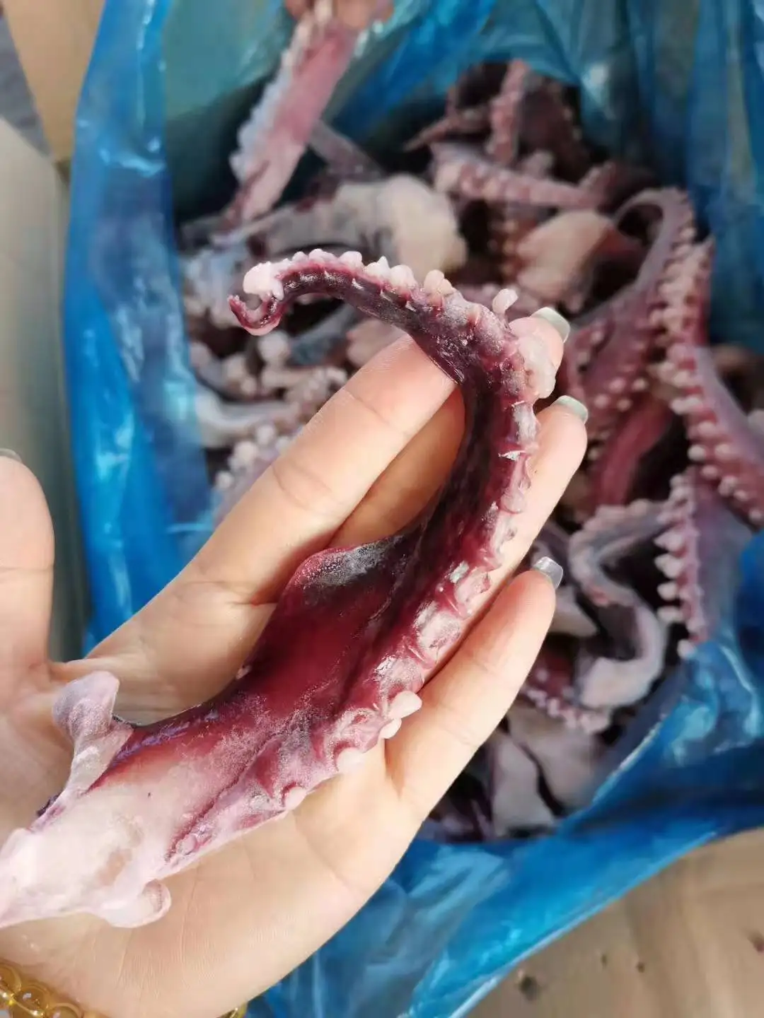  Кальмар щупальца черного кальмар