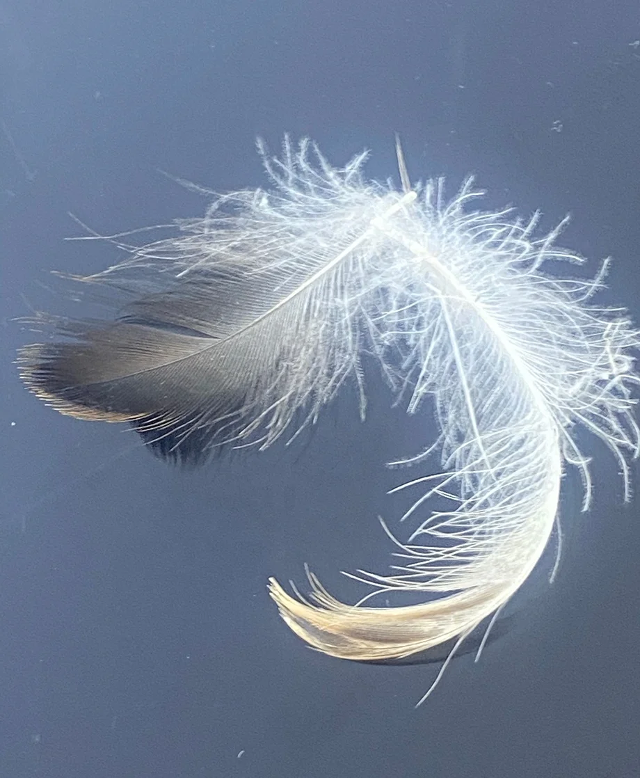 Natural and environmentally friendly throw pillow cushion filling material wholesale: washed 90 grey duck hair pieces