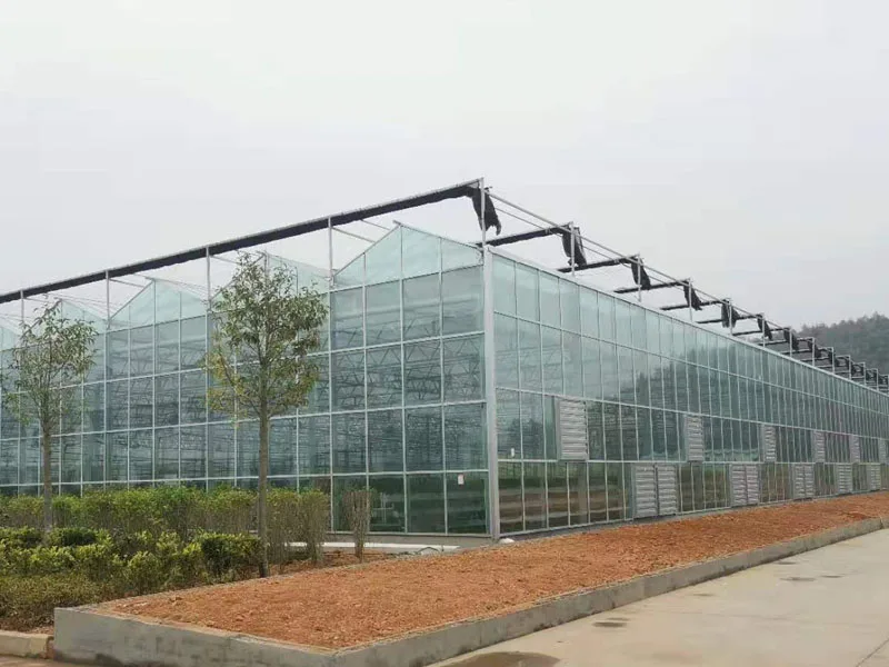 Cheap Agriculture Multi-Span Glass Greenhouse Hydroponic Greenhouse For Sale