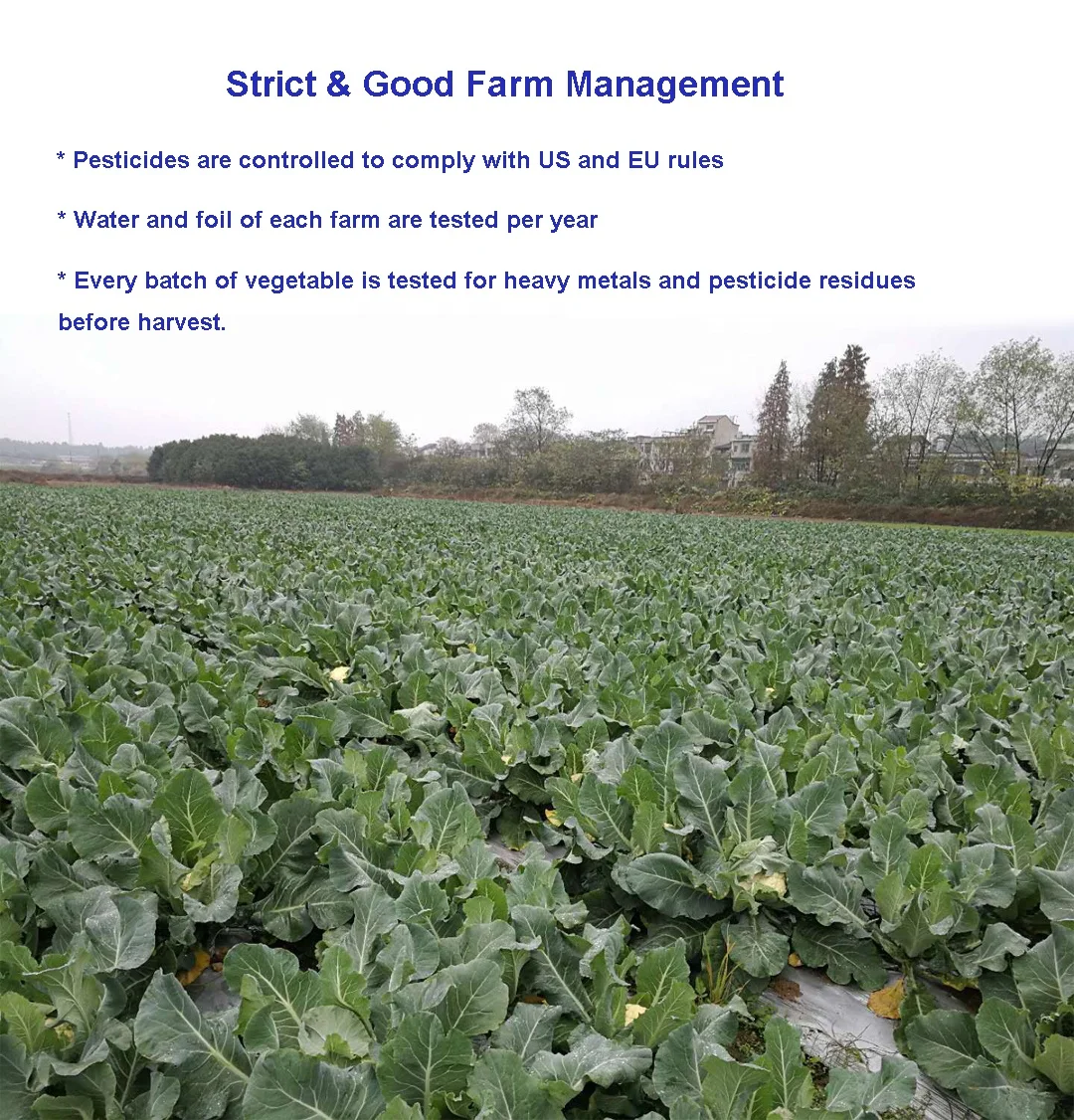 Wholesale Chinese Dehydrated Vegetables Instant Crispy Vegetables Freeze Dried Snack Freeze Dry Cauliflower Blocks