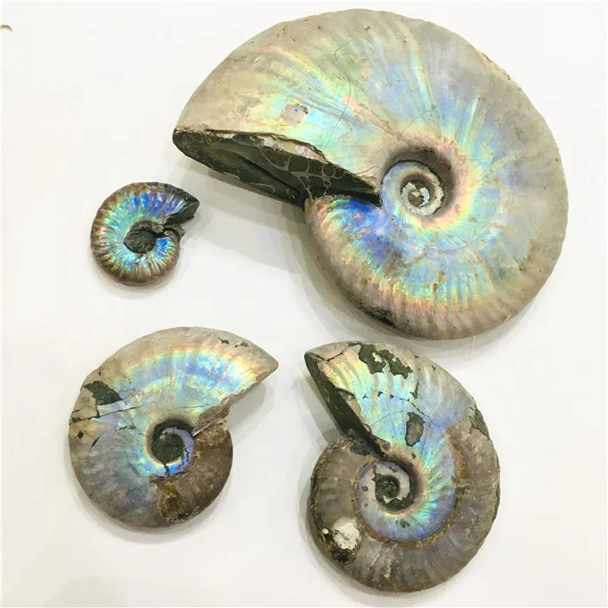 Wholesale rainbow shiny ammonite snail conch fossil for home decoration