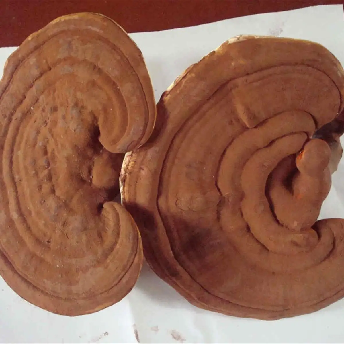 Factory Supply Polysaccharide 2% Triterpene Fresh Ganoderma lucidum Extract, 30% Polysaccharide Reishi Mushroom Extract