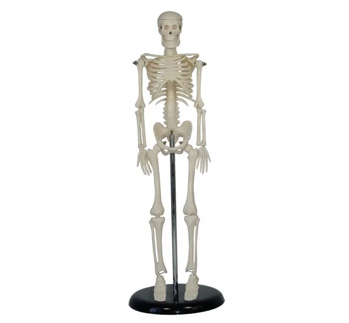 Human 45CM Mini Skeleton school medical teaching training model from Shanghai BC1025-03