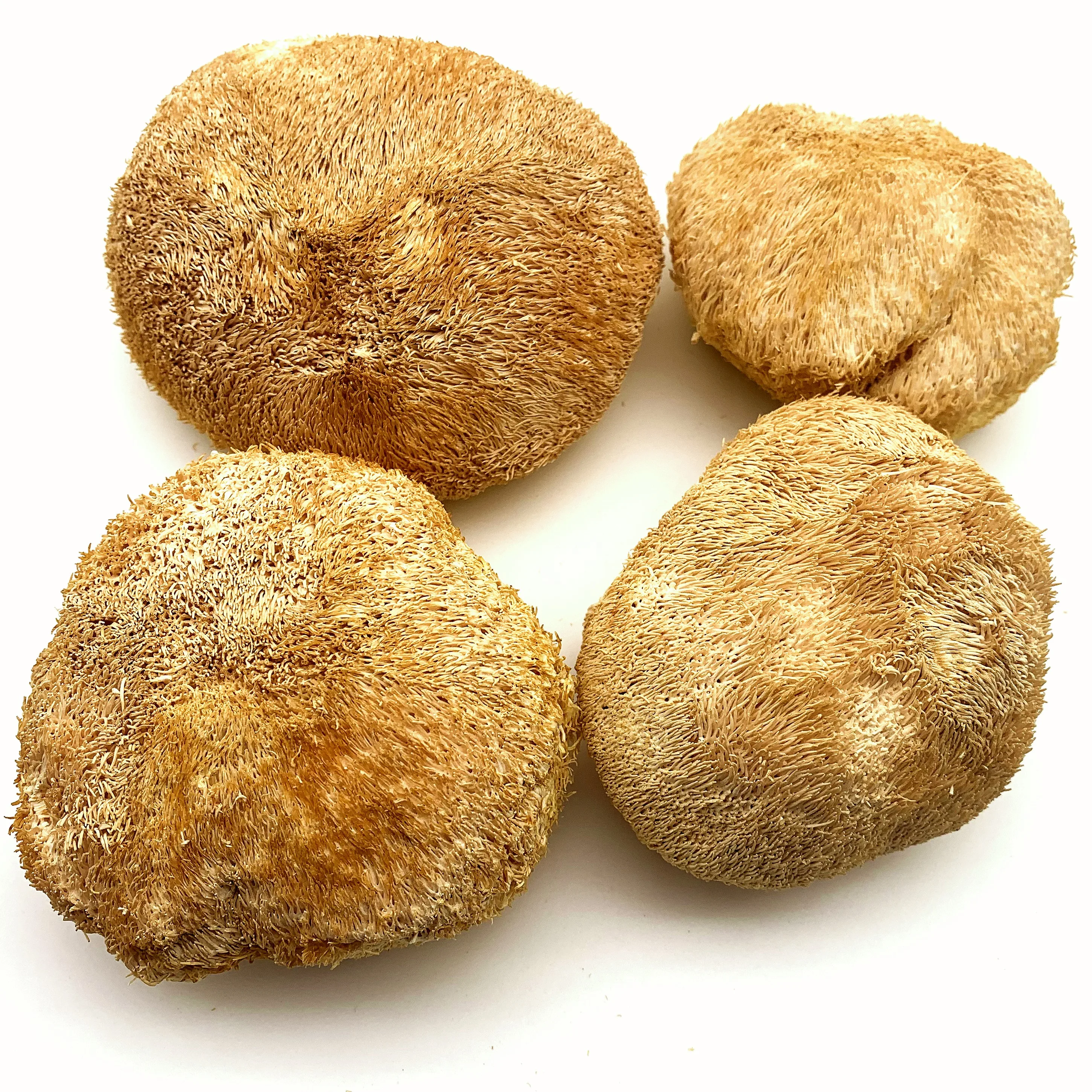 Высококачественный сушеный на воздухе гриб Львиной гривы/гриб Травяной/Размер: 8-15 см