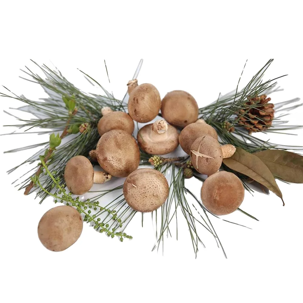 
shiitake mushroom with mushroom farming technology in green house 